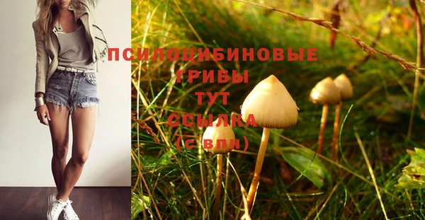 прущие грибы Верея