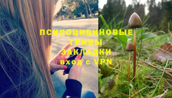 прущие грибы Верея